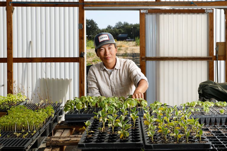 Un hombre que cultiva muchas plantas en una casa de plástico
